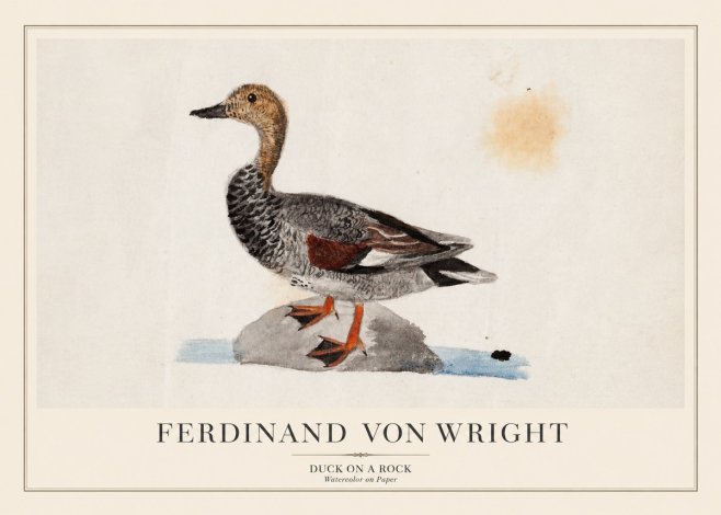 Ferdinand von Wright Duck on a Rock No1 - Poszter