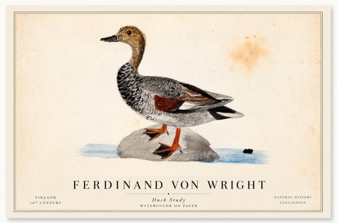 Ferdinand von Wright Duck on a Rock No2 - Poszter
