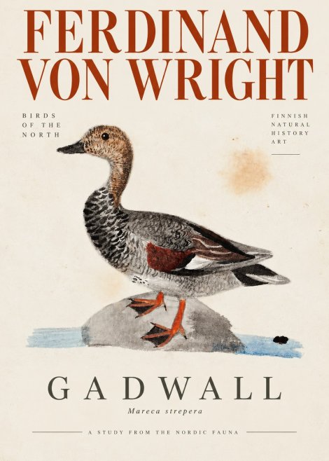 Ferdinand von Wright Duck on a Rock No4 - Poszter