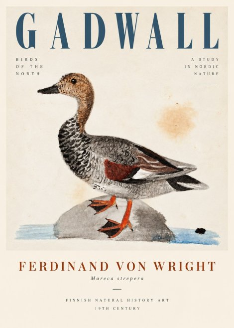 Ferdinand von Wright Duck on a Rock No5 - Poszter