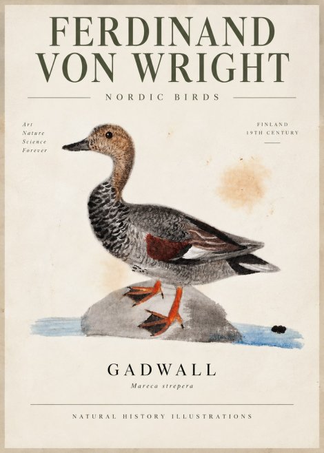Ferdinand von Wright Duck on a Rock No6 - Poszter