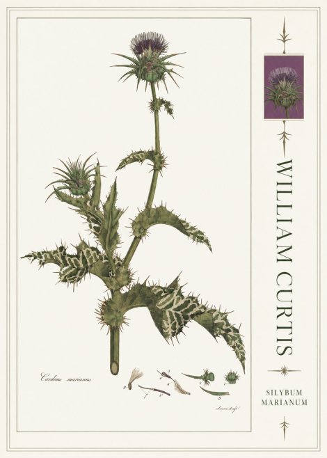 William Curtis Silybum Marianum No4 - Poszter