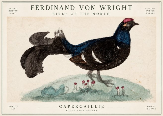 Ferdinand von Wright Western Capercaillie - Watercolor Study No3 - Poszter