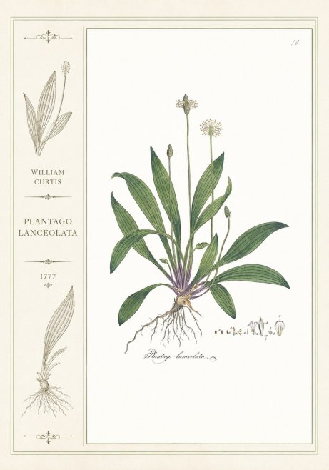 William Curtis Plantago Lanceolata I No2 - Poszter