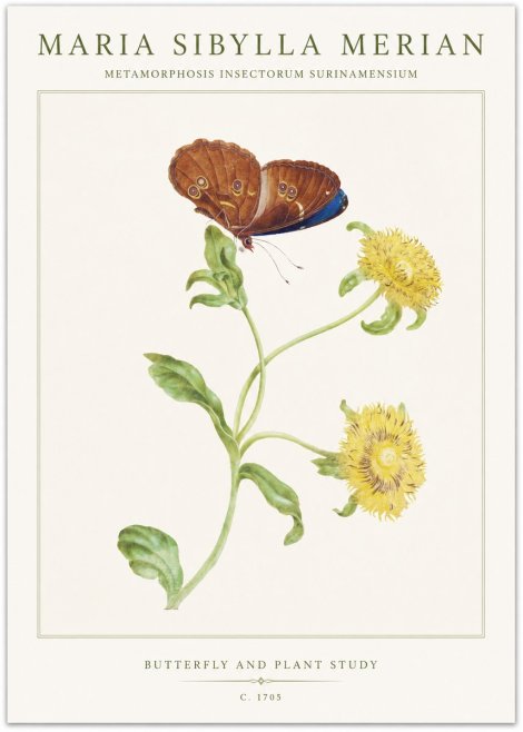 Maria Sibylla Merian Butterfly and Plant Study No1 - Poszter