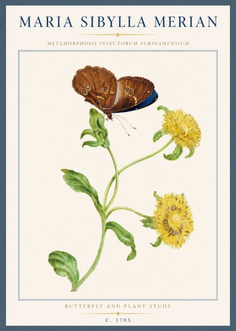 Maria Sibylla Merian Butterfly and Plant Study No3 - Poszter