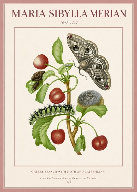 Maria Sibylla Merian Cherry Branch with Moth and Caterpillar No3 - Poszter
