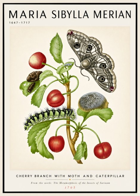 Maria Sibylla Merian Cherry Branch with Moth and Caterpillar No4 - Poszter