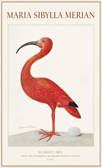 Maria Sibylla Merian Scarlet Ibis No1 - Poszter