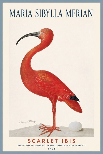 Maria Sibylla Merian Scarlet Ibis No2 - Poszter