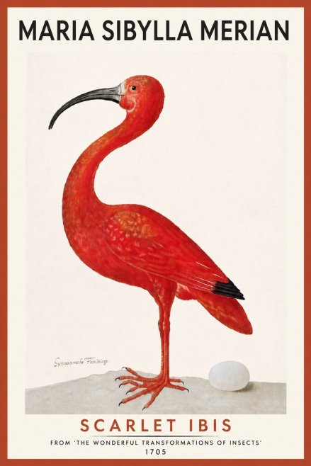 Maria Sibylla Merian Scarlet Ibis No5 - Poszter