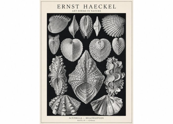 Ernst Haeckel Acephala — Brachiopods Plate 55 — Cytherea. No1 - Poszter