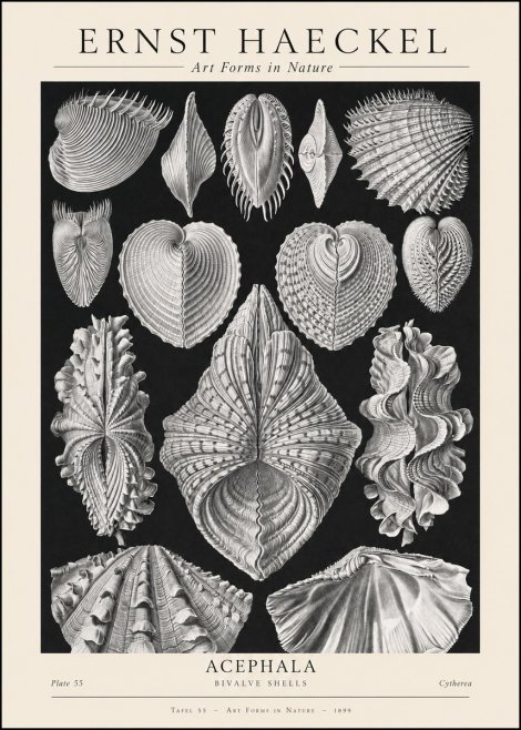 Ernst Haeckel Acephala — Brachiopods Plate 55 — Cytherea. No2 - Poszter