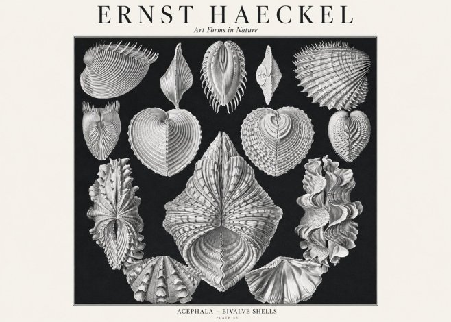 Ernst Haeckel Acephala — Brachiopods Plate 55 — Cytherea. No3 - Poszter