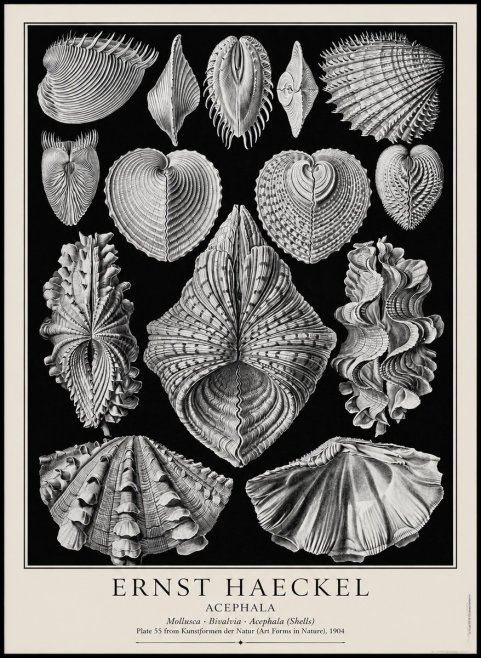 Ernst Haeckel Acephala — Brachiopods Plate 55 — Cytherea. No4 - Poszter