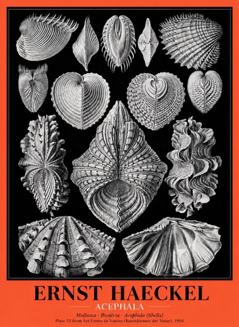 Ernst Haeckel Acephala — Brachiopods Plate 55 — Cytherea. No5 - Poszter