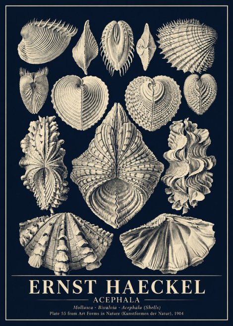 Ernst Haeckel Acephala — Brachiopods Plate 55 — Cytherea. No6 - Poszter