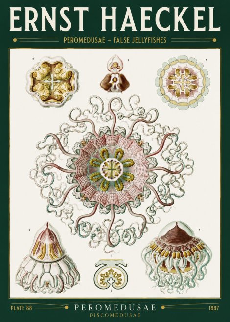 Ernst Haeckel Peromedusae – Discomedusae No2 - Poszter