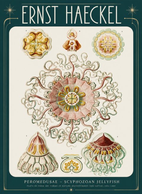 Ernst Haeckel Peromedusae – Discomedusae No4 - Poszter
