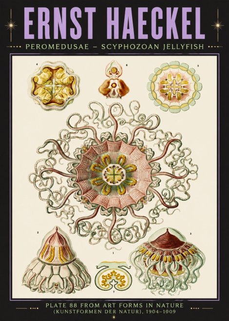 Ernst Haeckel Peromedusae – Discomedusae No6 - Poszter