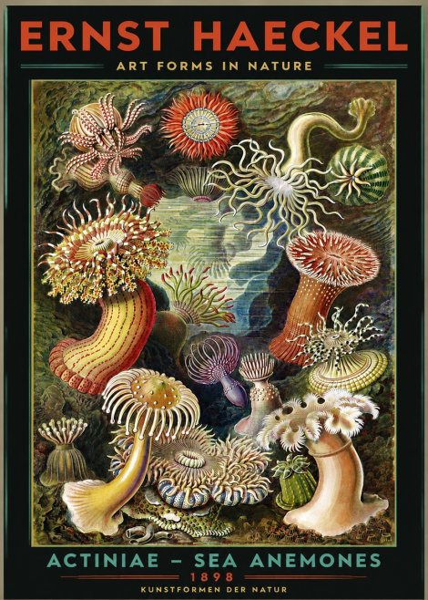 Ernst Haeckel Sea Anemones No3 - Poszter