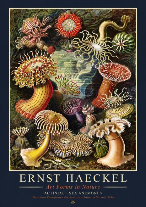 Ernst Haeckel Sea Anemones No4 - Poszter