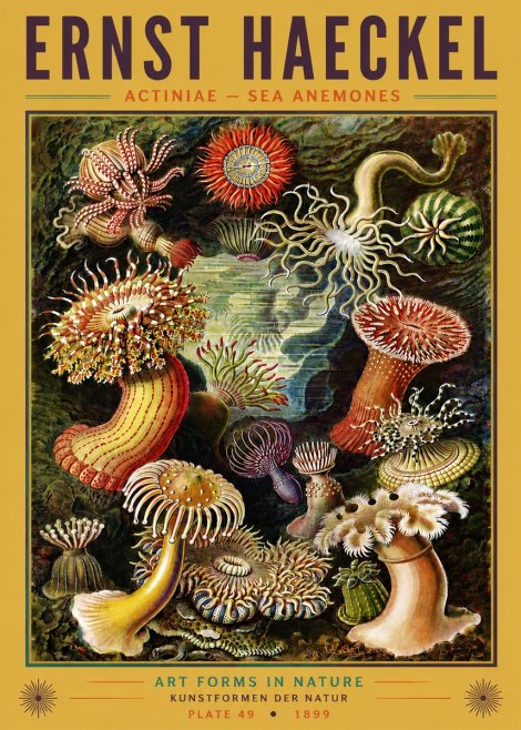 Ernst Haeckel Sea Anemones No6 - Poszter