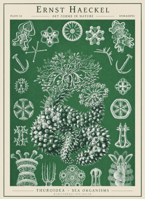 Ernst Haeckel Thuroidea - Sea Organisms No1 - Poszter
