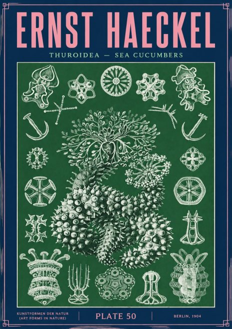 Ernst Haeckel Thuroidea - Sea Organisms No4 - Poszter