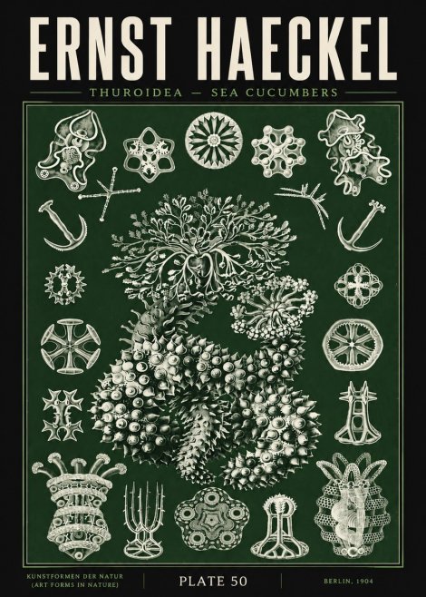 Ernst Haeckel Thuroidea - Sea Organisms No5 - Poszter