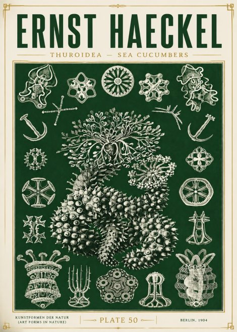 Ernst Haeckel Thuroidea - Sea Organisms No6 - Poszter