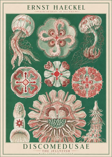 Ernst Haeckel Discomedusae - the Jellyfish No1 - Poszter