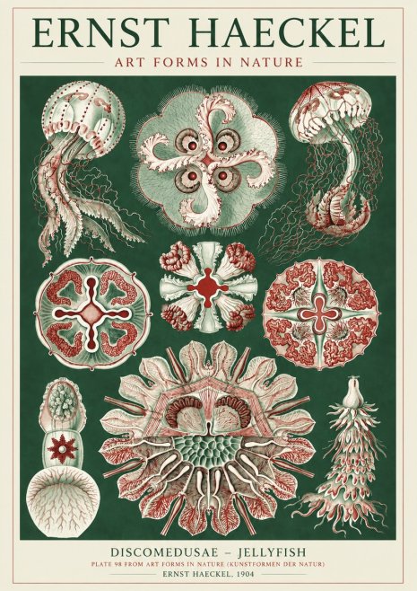 Ernst Haeckel Discomedusae - the Jellyfish No5 - Poszter