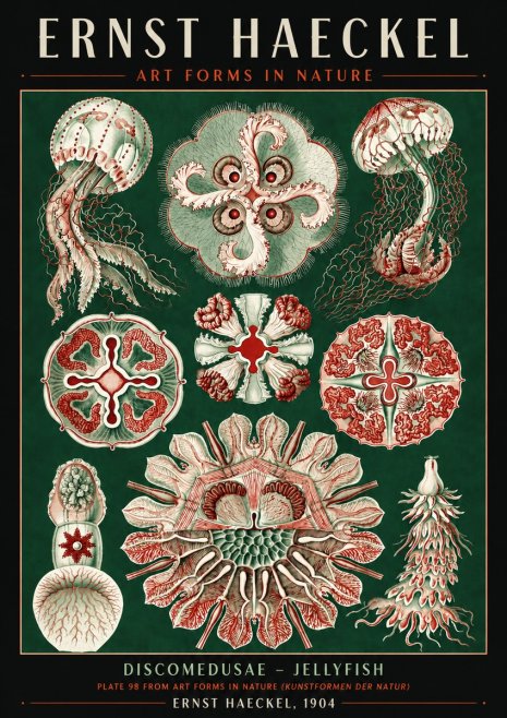 Ernst Haeckel Discomedusae - the Jellyfish No6 - Poszter