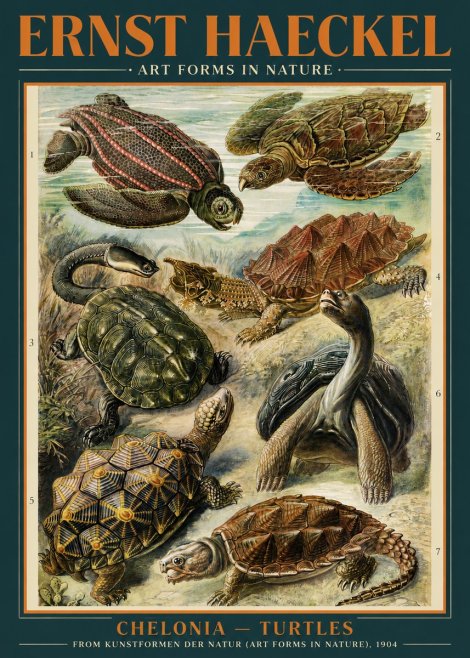 Ernst Haeckel Chelonia - Turtles No3 - Poszter