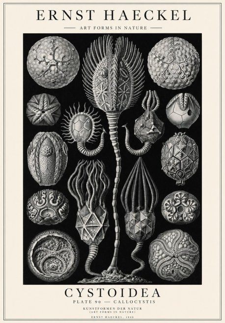 Ernst Haeckel Cystoidea - Callocystis No1 - Poszter