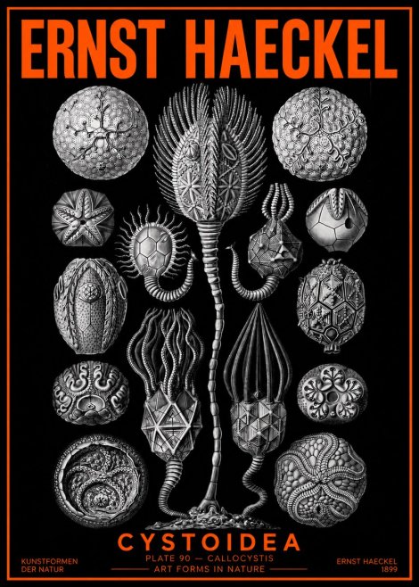 Ernst Haeckel Cystoidea - Callocystis No2 - Poszter