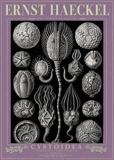 Ernst Haeckel Cystoidea - Callocystis No3 - Poszter