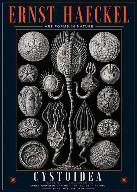 Ernst Haeckel Cystoidea - Callocystis No5 - Poszter