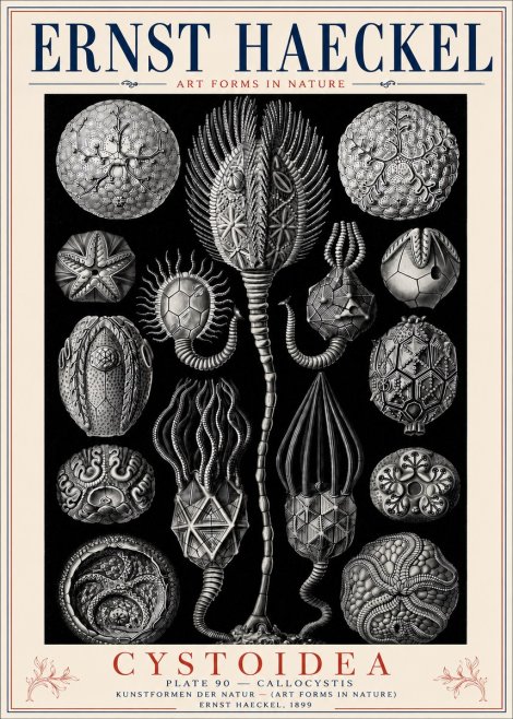 Ernst Haeckel Cystoidea - Callocystis No6 - Poszter