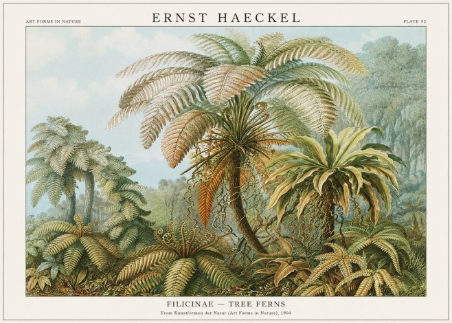 Ernst Haeckel Filicinae – Tree Ferns No1 - Poszter