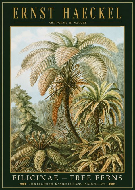 Ernst Haeckel Filicinae – Tree Ferns No2 - Poszter