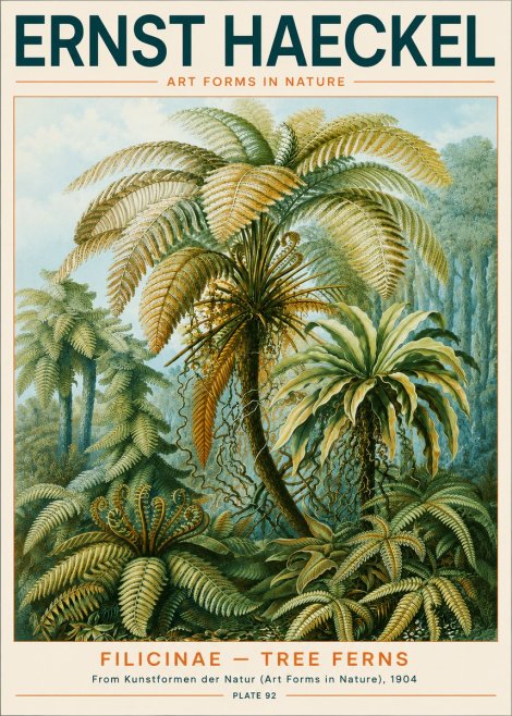 Ernst Haeckel Filicinae – Tree Ferns No3 - Poszter