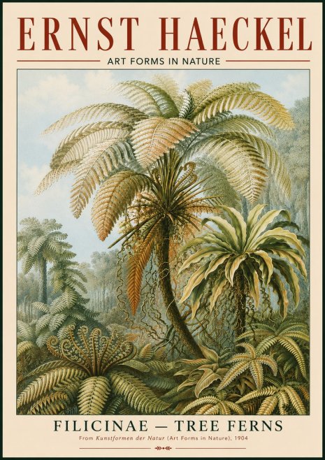 Ernst Haeckel Filicinae – Tree Ferns No4 - Poszter