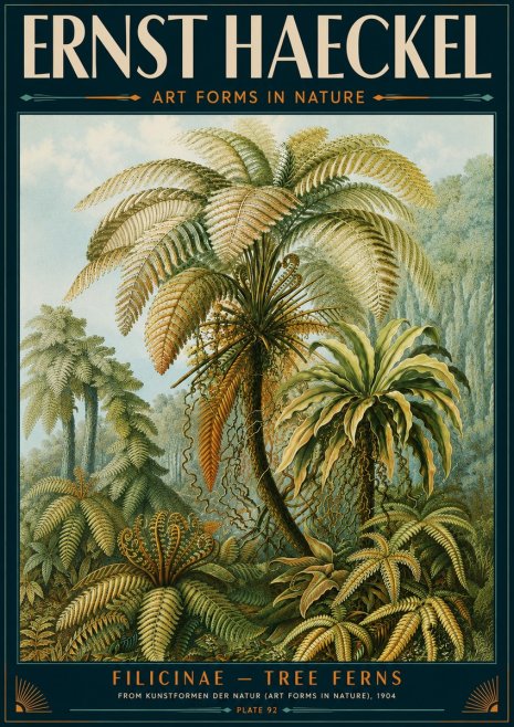 Ernst Haeckel Filicinae – Tree Ferns No5 - Poszter