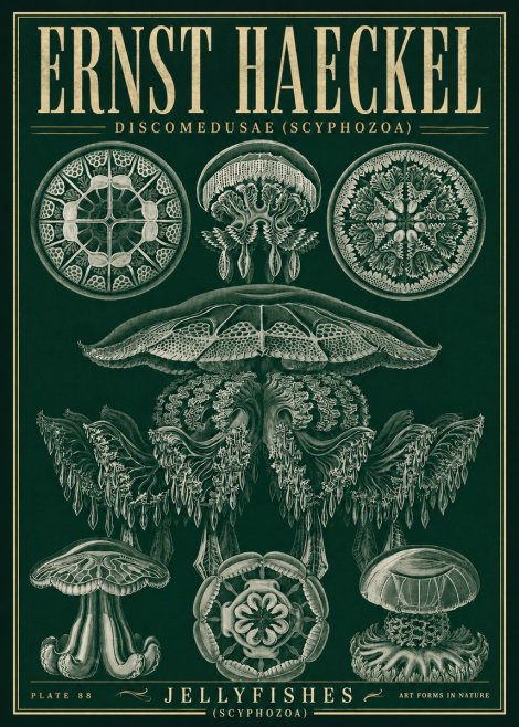 Ernst Haeckel Discomedusae (Scyphozoa) Plate 88 No5 - Poszter