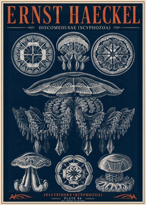 Ernst Haeckel Discomedusae (Scyphozoa) Plate 88 No6 - Poszter