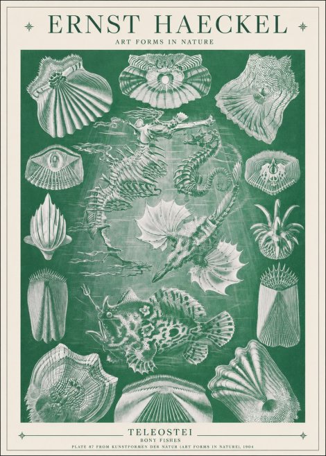 Ernst Haeckel Teleostei - Bony Fishes No1 - Poszter