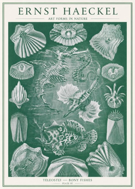 Ernst Haeckel Teleostei - Bony Fishes No2 - Poszter