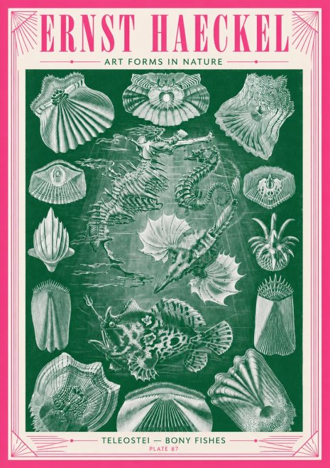 Ernst Haeckel Teleostei - Bony Fishes No3 - Poszter